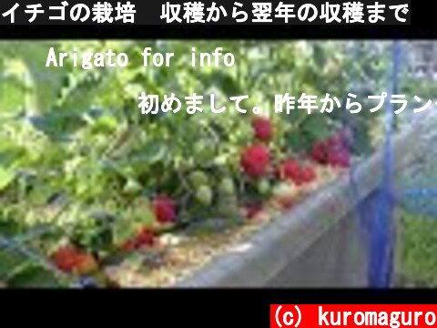 イチゴの栽培　収穫から翌年の収穫まで  (c) kuromaguro